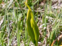 Ophioglossum vulgatum Sebyläge, Mörbylånga, Öland, Sweden 20150607_0081