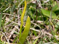 Ophioglossum vulgatum Sebyläge, Mörbylånga, Öland, Sweden 20150607_0085