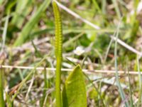 Ophioglossum vulgatum Sebyläge, Mörbylånga, Öland, Sweden 20150607_0087