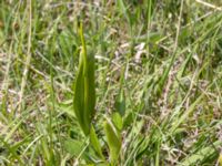 Ophioglossum vulgatum Sebyläge, Mörbylånga, Öland, Sweden 20150607_0089