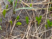 Ophioglossum vulgatum Svacka Ö dynerna mellan brygga 1 och 2, Ribersborg, Malmö, Skåne, Sweden 20190509_0002