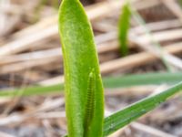 Ophioglossum vulgatum Svacka Ö dynerna mellan brygga 1 och 2, Ribersborg, Malmö, Skåne, Sweden 20190509_0005