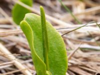 Ophioglossum vulgatum Svacka Ö dynerna mellan brygga 1 och 2, Ribersborg, Malmö, Skåne, Sweden 20190509_0006