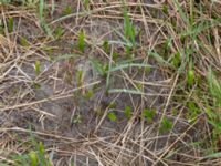 Ophioglossum vulgatum Svacka Ö dynerna mellan brygga 1 och 2, Ribersborg, Malmö, Skåne, Sweden 20190509_0009