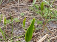 Ophioglossum vulgatum Svacka Ö dynerna mellan brygga 1 och 2, Ribersborg, Malmö, Skåne, Sweden 20190509_0011