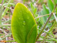 Ophioglossum vulgatum Svacka Ö dynerna mellan brygga 1 och 2, Ribersborg, Malmö, Skåne, Sweden 20190509_0016