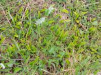 Ophioglossum vulgatum Svacka Ö dynerna mellan brygga 1 och 2, Ribersborg, Malmö, Skåne, Sweden 20190509_0021