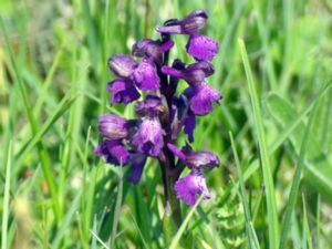 Anacamptis morio - Green-winged Orchid - Göknycklar