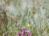 Anacamptis morio Södra lunden, Ottenby, Mörbylånga, Öland, Sweden 19890525