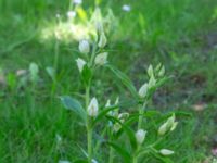 Cephalanthera damasonium Skåne, Sweden 202305_0001