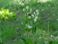 Cephalanthera damasonium Skåne, Sweden 202305_0005