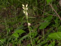 Cephalanthera damasonium Skåne, Sweden 2020_0001