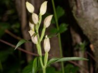 Cephalanthera damasonium Skåne, Sweden 2020_0003