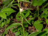 Cephalanthera damasonium Skåne, Sweden 2020_0004