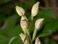 Cephalanthera damasonium Skåne, Sweden 2020_0007