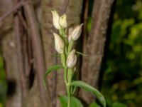 Cephalanthera damasonium Skåne, Sweden 2020_0009