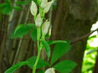 Cephalanthera damasonium Skåne, Sweden 2020_0016