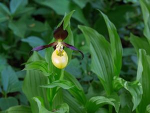 Cypripedium calceolus - Lady´s Slipper - Guckusko