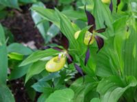 Cypripedium calceolus Halltorps Hage, Borgholm, Öland, Sweden 20170525_0339