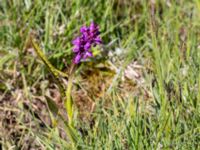 Dactylorhiza incarnata ssp. cruenta Gråborg, Mörbylånga, Öland, Sweden 20150607_0028