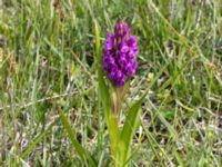 Dactylorhiza incarnata ssp. incarnata Gråborg, Mörbylånga, Öland, Sweden 20150607_0061