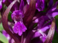 Dactylorhiza incarnata ssp. incarnata Gyetorpskärret, Kristianstad, Skåne, Sweden 20170610_0105