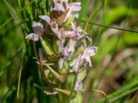 Dactylorhiza incarnata var. incarnata Simris strandmark, Simrishamn, Skåne, Sweden 20150703_0084