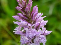 Dactylorhiza maculata Toarpsdammen, Toarp, Malmö, Skåne, Sweden 20220622_0049