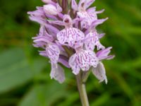 Dactylorhiza maculata Toarpsdammen, Toarp, Malmö, Skåne, Sweden 20220622_0054