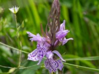 Dactylorhiza maculata ssp. maculata Gyetorpskärret, Kristianstad, Skåne, Sweden 20160628_0145