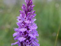 Dactylorhiza maculata ssp. maculata Gyetorpskärret, Kristianstad, Skåne, Sweden 20170610_0068