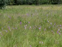 Dactylorhiza maculata ssp. maculata Hunneröds mosse, Skurup, Skåne, Sweden 20170713_0108