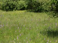 Dactylorhiza maculata ssp. maculata Hunneröds mosse, Skurup, Skåne, Sweden 20170713_0109