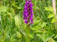 Dactylorhiza majalis ssp. majalis Fuktängen Toarpsdammen, Toarp, Malmö, Skåne, Sweden 20220601_0057