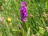 Dactylorhiza majalis ssp. majalis Fuktängen, Toarp, Malmö, Skåne, Sweden 20240525_0086