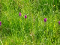 Dactylorhiza majalis ssp. majalis Fuktängen, Toarp, Malmö, Skåne, Sweden 20240525_0127