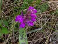 Dactylorhiza majalis ssp. majalis Karlaby mosse, Östra Tommarp, Simrishamn, Skåne, Sweden 20190518_0117