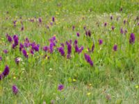 Dactylorhiza majalis ssp. majalis Lyngsjön, Kristianstad, Skåne, Sweden 20170528_0104