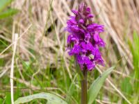 Dactylorhiza majalis ssp. majalis Toarpsdammen, Malmö, Skåne, Sweden 20200510_0131