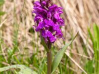 Dactylorhiza majalis ssp. majalis Toarpsdammen, Malmö, Skåne, Sweden 20200510_0132