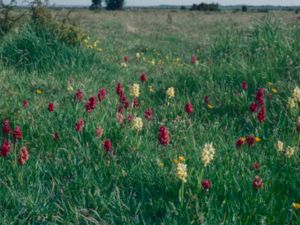 Dactylorhiza sambucina - Elder-flowered Orchid - Adam och Eva