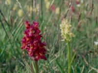 Dactylorhiza sambucina Frösslundamossen, Mörbylånga, Öland, Sweden 19810529 (13)