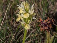 Dactylorhiza sambucina Mysinge Alvar, Mörbylånga, Öland, Sweden 20170526_0154