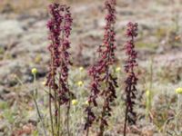 Epipactis atrorubens Gropahålet, Kristianstad, Skåne, Sweden 20170719_0278