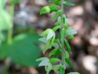 Epipactes helleborine Eket, Toarp, Malmö, Skåne, Sweden 20230726_0254