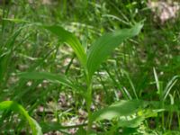 Epipactis helleborine Guldskogen, Falsterbohalvön, Vellinge, Skåne, Sweden 20170618_0110