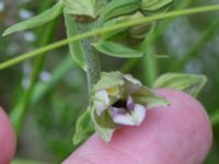 Epipactis helleborine ssp. helleborine Sandhammaren, Ystad, Skåne, Sweden 20170730_0080