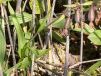 Epipactis palustris Dammen, Ivö klack, Ivön, Kristianstad, Skåne, Sweden 20150820_0105