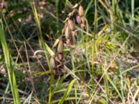 Epipactis palustris Dammen, Ivö klack, Ivön, Kristianstad, Skåne, Sweden 20150820_0109