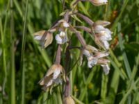 Epipactis palustris Hunneröds mosse, Skurup, Skåne, Sweden 20170713_0106